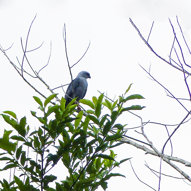 Plumbeous Kite, Trinidad