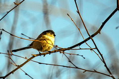 Long-tailed Tit winter sunbathing