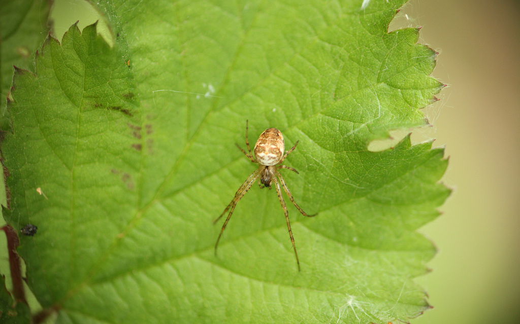 Orb Weaver Spider