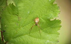 Orb Weaver Spider