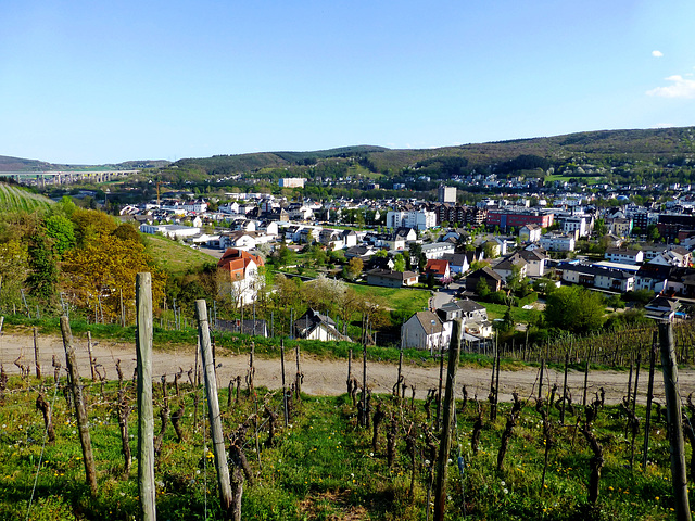 Frühling in den Weinbergen