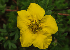 20200520 7551CPw [D~LIP] Fingerstrauch (Potentilla fruticosa), Bad Salzuflen