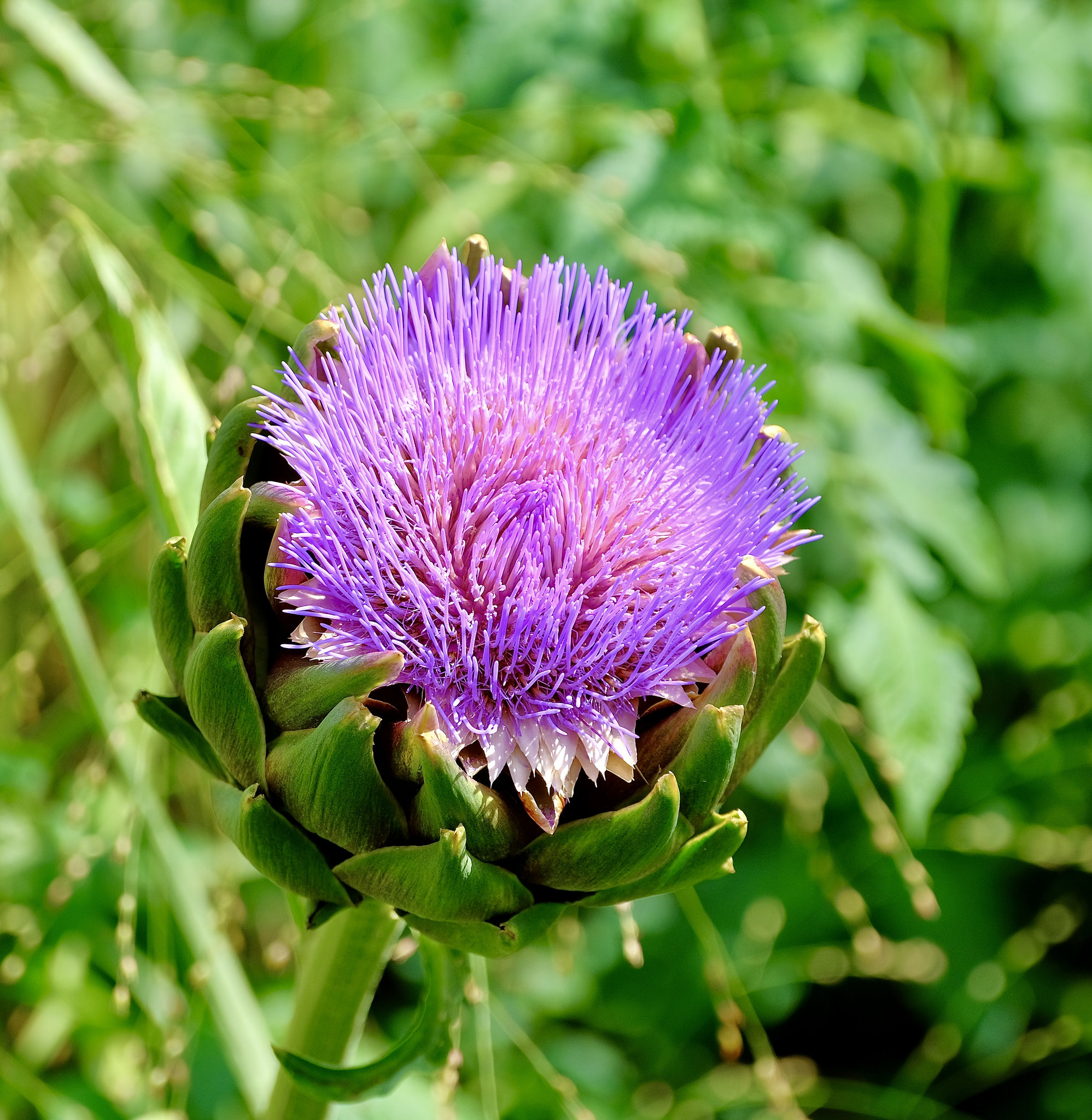 Artischockenblüte