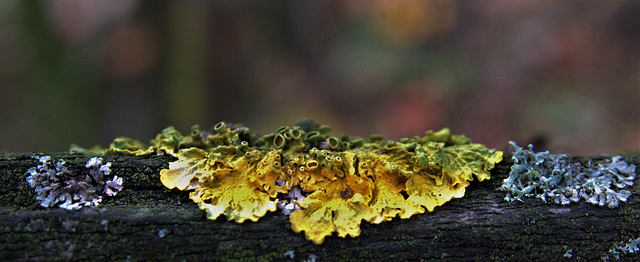 lichen 5