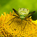 20230810 3794CPw [D~MS] Großes Flohkraut (Pulicaria dysenterica), Vierpunktige Zierwanze (Adelphocoris quadripunctatus), Rieselfelder Münster