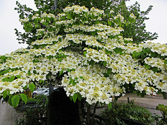 le petit arbre merveilleux