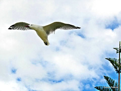 Gull On The Wing.