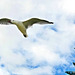 Gull On The Wing.
