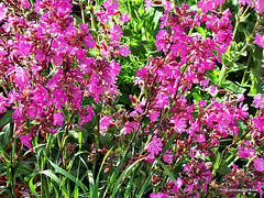 In A Friend's Garden.