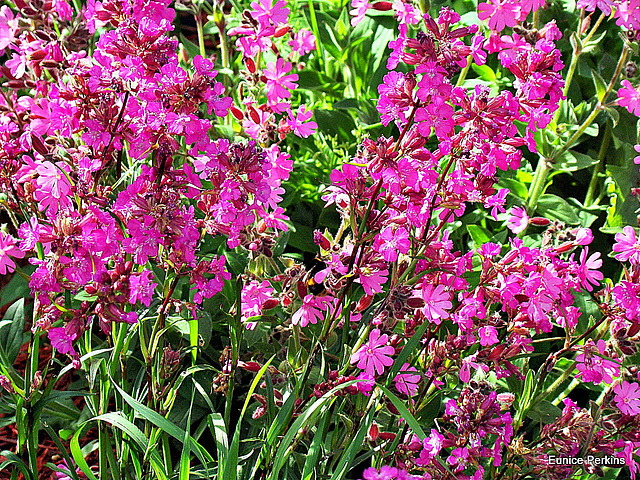In A Friend's Garden. In A Friend's Garden.