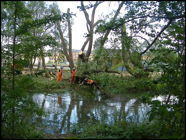 Network Rail tree felling