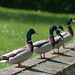 Les canards du Pré Catelan