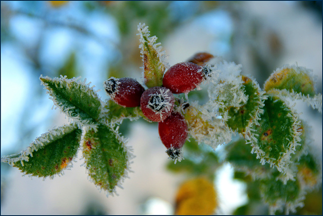 Iced Vit.C