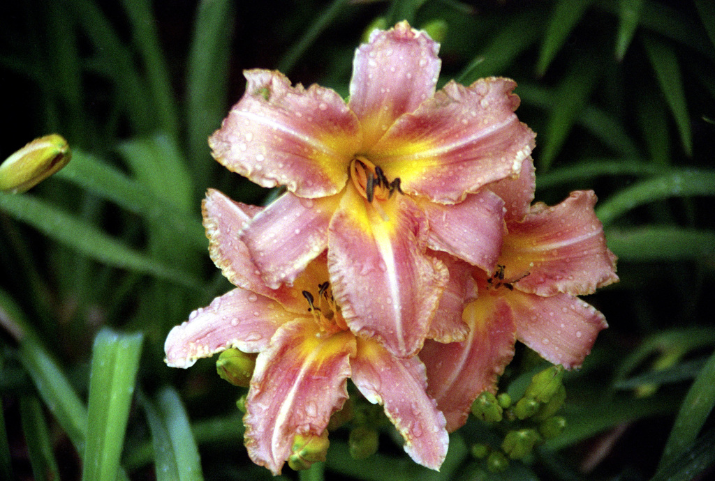 Lilies