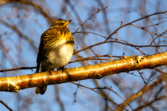 Fieldfare winter sunbathing