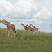 Uganda, Six Giraffes in the Savannah at Murchison Falls National Park