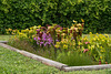 Calopogon tuberosus (Comon Grass-pink orchids) in the bog garden