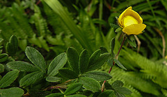 20200520 7552CPw [D~LIP] Fingerstrauch (Potentilla fruticosa), Bad Salzuflen