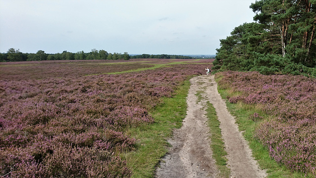 Fischbeker Heide-Fotografin