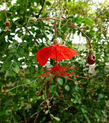 Hibiscus grandidieri