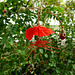 Hibiscus grandidieri