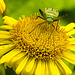 20230810 3795CPw [D~MS] Großes Flohkraut (Pulicaria dysenterica), Vierpunktige Zierwanze (Adelphocoris quadripunctatus), Rieselfelder Münster