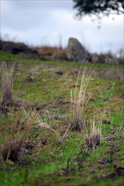 Penedos, Pasture growing