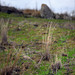 Penedos, Pasture growing