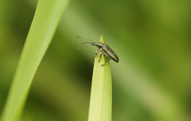 Reed Beetle