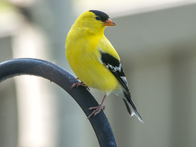 American Goldfinch