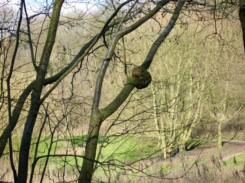 Baggeridge Wood