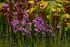 Calopogon tuberosus (Comon Grass-pink orchids) in the bog garden