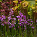 Calopogon tuberosus (Comon Grass-pink orchids) in the bog garden