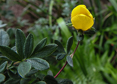 20200520 7553CPw [D~LIP] Fingerstrauch (Potentilla fruticosa), Bad Salzuflen