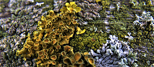 Lichen 3