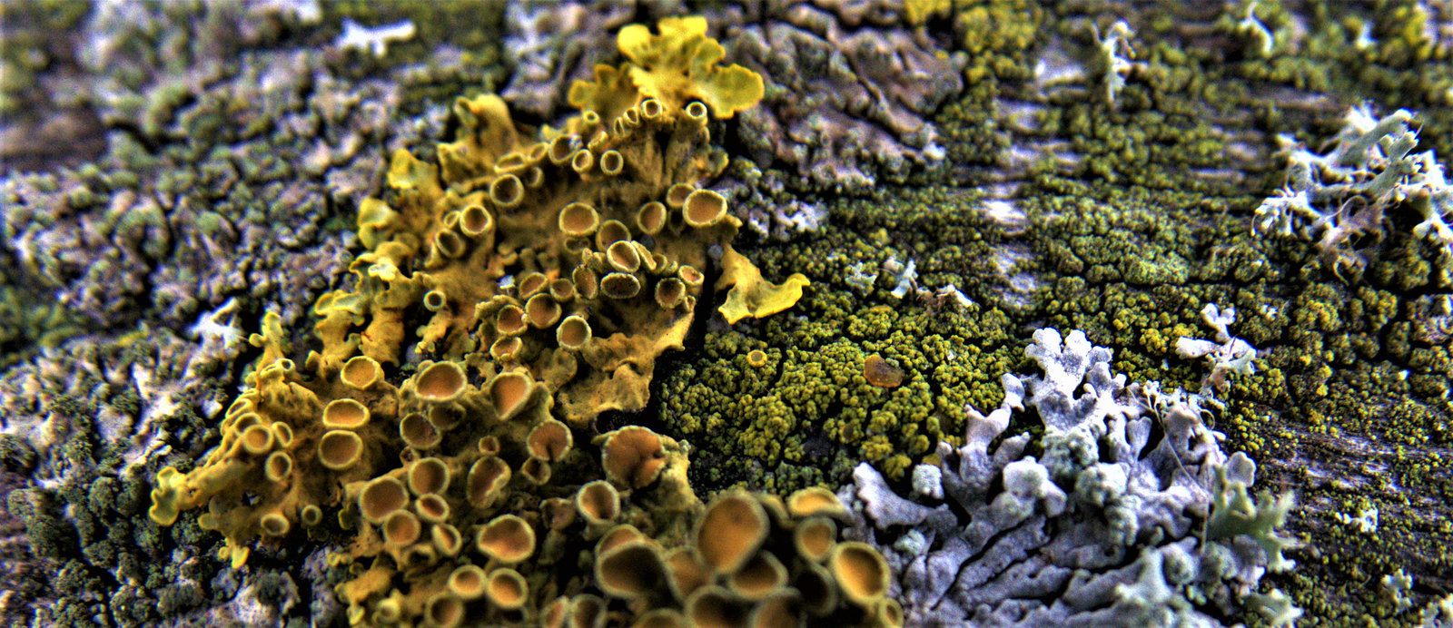 Lichen 3