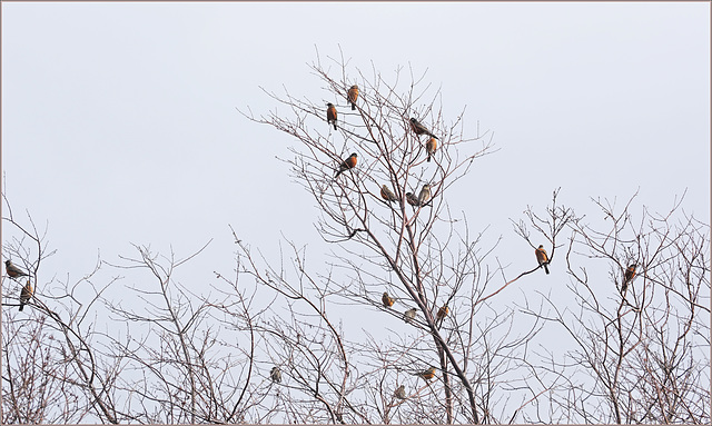 Robins