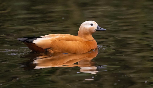 ipernity: Ruddy shelduck - by Maeluk