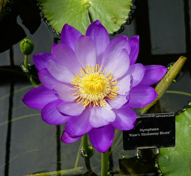 Nymphaea 'Kew's Stowaway Blues'