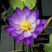 Nymphaea 'Kew's Stowaway Blues'