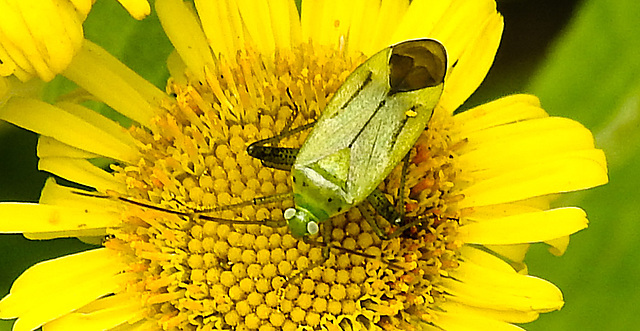 20230810 3797CPw [D~MS] Großes Flokraut (Pulicaria dysenterica), Vierpunktige Zierwanze (Adelphocoris quadripunctatus), Rieselfelder Münster