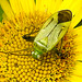 20230810 3797CPw [D~MS] Großes Flokraut (Pulicaria dysenterica), Vierpunktige Zierwanze (Adelphocoris quadripunctatus), Rieselfelder Münster