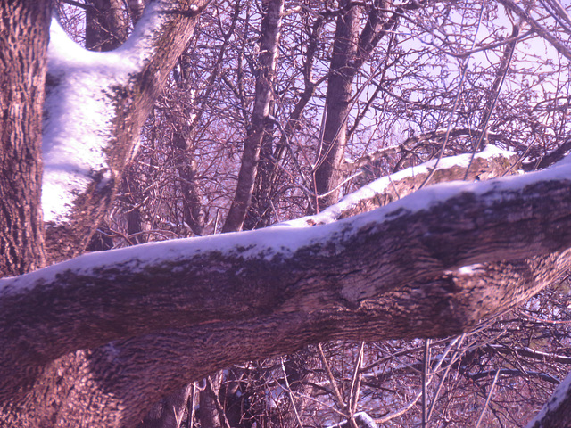 SNOW ON ASH TREE