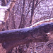 SNOW ON ASH TREE