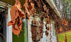 Bat House and Fall Colours.