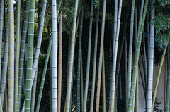 Colors of bamboos