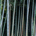 Colors of bamboos