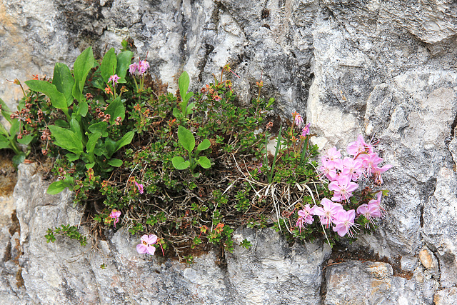 Zwerg-Alpenrose an steiler Felswand