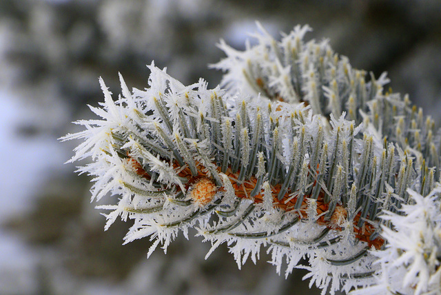 Hoarfrost