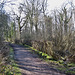 Baggeridge Wood fencing